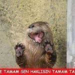 Necati