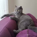 Betül