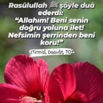 Ayşegül