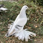 Akçadağlı