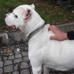 Sibel