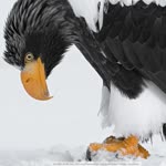 Demir