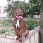 Mert