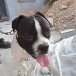 Ali