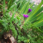 Elif