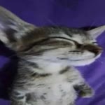 Deniz