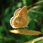 Hatice