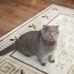 Serpil