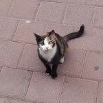 Ceyda