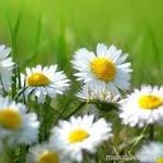 Beyza