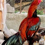 İlker