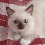 Abdullah
