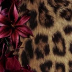 Rabia