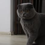 Mücahit