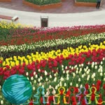 Soner