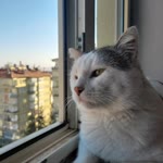 Selin