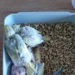 Yüksel