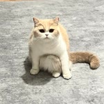 Bengisu