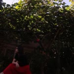 Nur