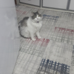 Sevim