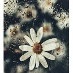 Elif
