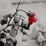 Pratik