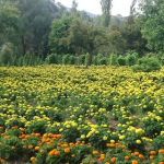 Fatih