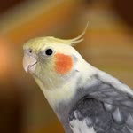 Büşra