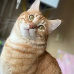 Zeynep