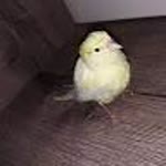 Serkan