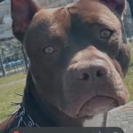 Sopio