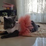 Merve