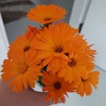 Meral