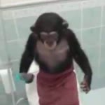 Ferdi