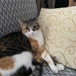 Leyla
