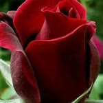 Soner
