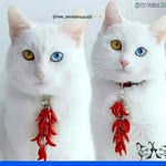 Miraç