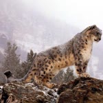 Alican