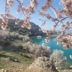 Ayşegül