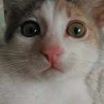 Elif
