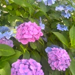 Prenses