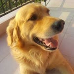 Alev