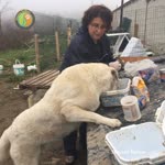 Neşe