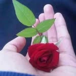 Ayse