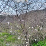 Emel