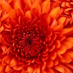 Saliha
