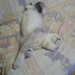 Beyza
