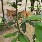 Muhammed