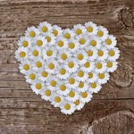 Elif