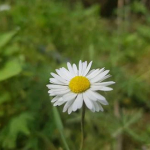 Şamil